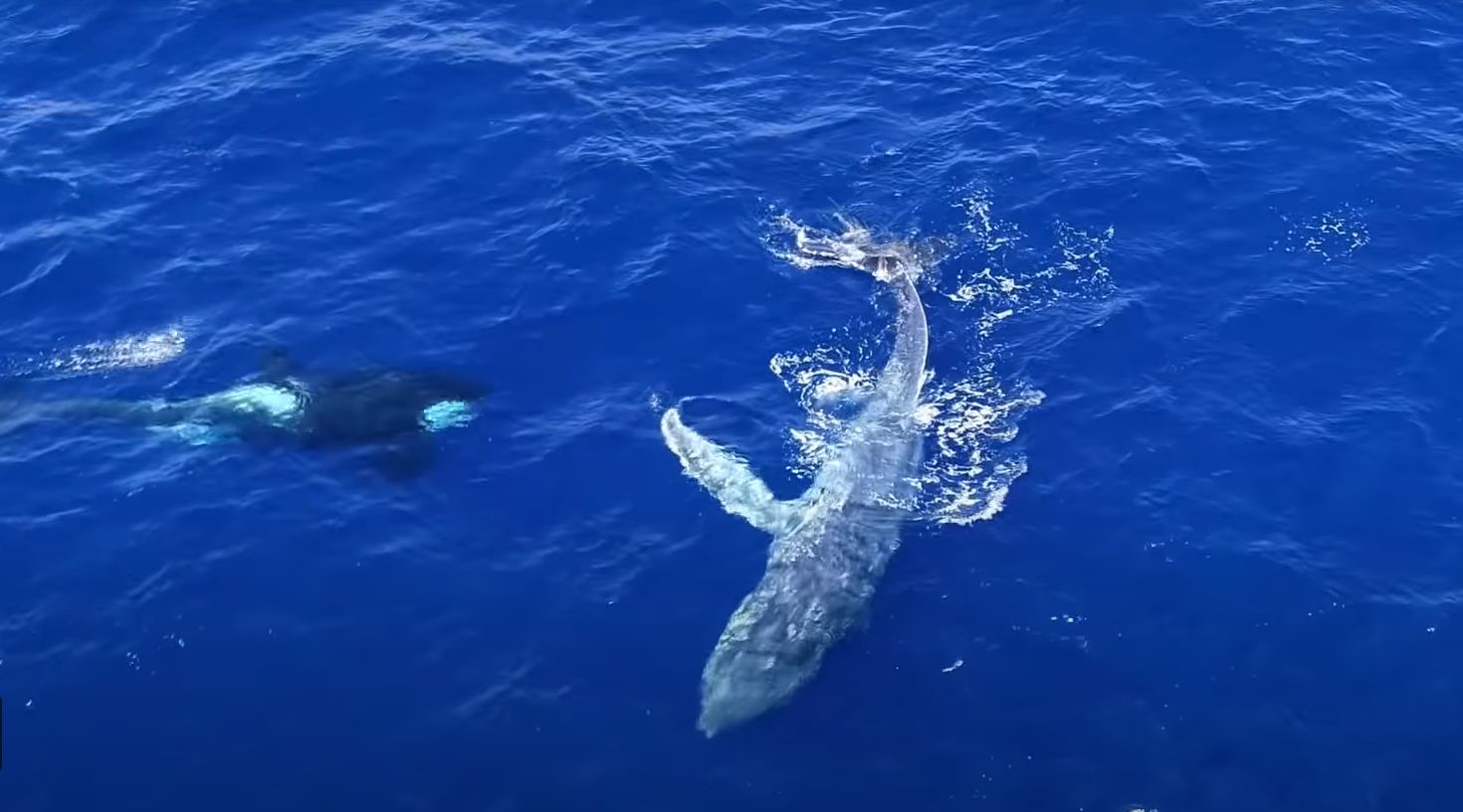 Cette Vidéo Incroyable Montre Trois Orques Venir En Aide à Une Baleine